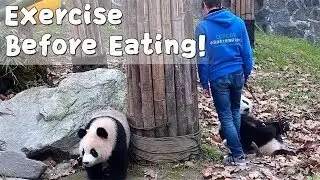 Nanny Playing Hide-And-Seek With Panda Before Feeding| iPanda