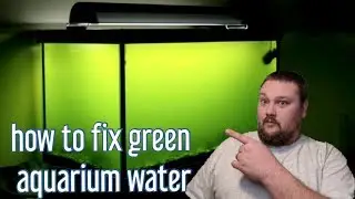 Green Aquarium Water - How to fix it!