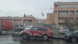 Птицы