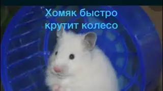 Хомяк быстро крутит колесо