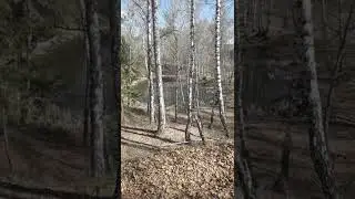 болото с жабами