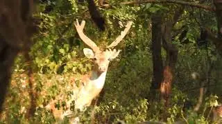 wildlife..