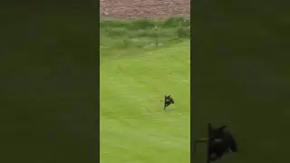 Take the line🐾 