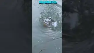 Рыбалка на Поплавок 22🐟 Рыбак Подпишется!😍