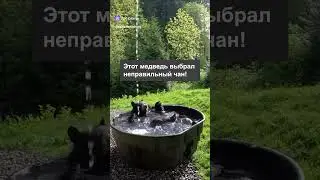Срочно за банным чаном в Чанмастер! chanmaster.ru #дача #купель #бассейн #баня #банныйчан #шортс
