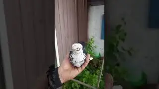 голуби#shortvideo