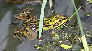Amazing Amphibians 🐸