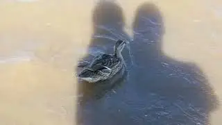 Расслабляющие звуки природы, шум воды/Наблюдаем за утками/Природа #утки #природа #шумводы