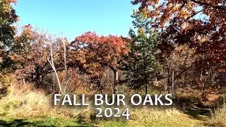 Fall Look at the Bur Oaks (Including Saplings) and Collecting Acorns?