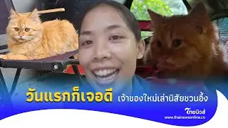 เจ้าของใหม่ เล่านิสัย แมวส้ม ที่บนดอยเชียงใหม่ เจอแบบนี้ใครจะทนไหว|ไทยนิวส์|