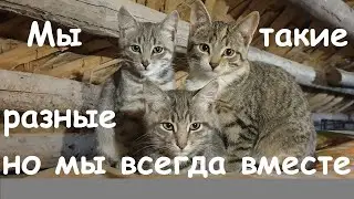 КОТЯТА ВТРОЕМ