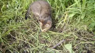 Кот ест жуков. Cat eating beetles