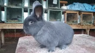 Венский самец на продажу. Возраст 6 месяцев.