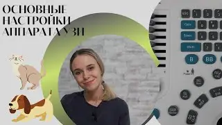Основные настройки аппарата УЗИ