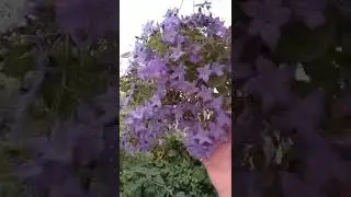 Цветение кампанулы. 17 сентября 2022 г.