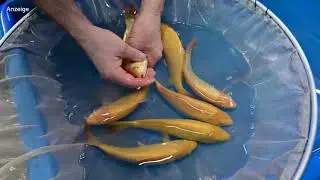 Modern Koi Home Entertainment - Episode 122