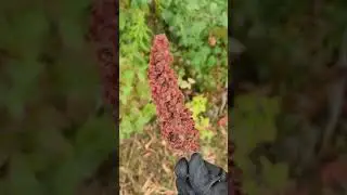 Eating Staghorn Sumac
