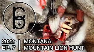 Cats & Dogs - 2022 Montana Mountain Lion Hunt