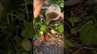 Полийте цим полуницю і вона стане солодка як мед 