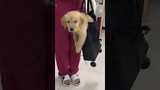 Surprise Gift! Check out this adorable Golden Retriever 