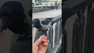 Карлуша сегодня не в духе