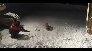 лиса берет хлеб прям с руки