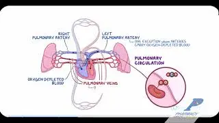 CARDIO VASCULAR SYSTEM VIDEO | Unit- | - # | #shahalamsir | D & B Pharma Course