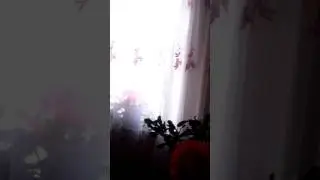 У нас дома в окно стучала синичка!