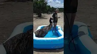Stompy enjoying one more bath before summer ends! 🌊☀️ #shorts #emu #notapet #alveus #pool #mayahiga