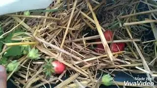 Крот ворует клубнику. Поймал с поличным.