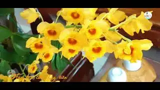Hoa lan Sơn thủy tiên vẻ đẹp quyễn rũ | Orchids Dendrobium Chrysotoxum var   Charming beauty.