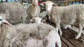 Amazing Modern Automatic Sheep Farming Technology in dhaka
