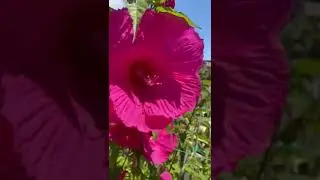 люблю цветы кто знает как они называются? гибискус?