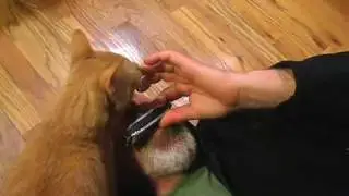 cats harmonica meow response