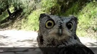 Western Screech Owl