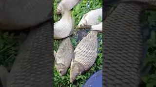 Она еще клюет. 