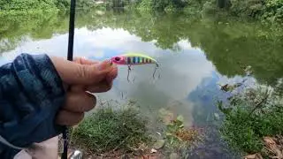 Daiwa 19 Morethan| KKR T31-M| Randuk pitch master| Evergreen Pro Stingray