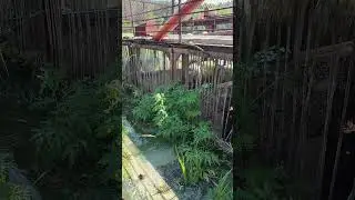 Вот так дети, примерно выглядит Гэс....😁😁😁