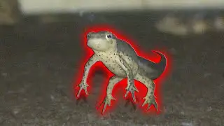 Meet Red-Spotted Newts
