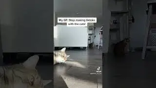 The videos will never stop!😈 #cats #catsofyoutube #trend