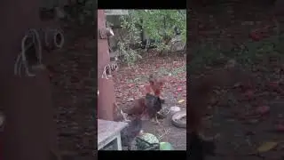 Танец "Драка". Петухи не поделили что-то.