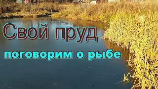 Обзор рыбы в своем пруду ноябрь 2021. Строим пруд в деревне, часть 26.
