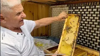 Уход за пчёлами в начале августа