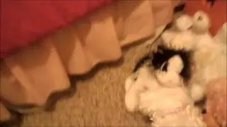 California Gurls - Webkinz Music Video (Katy Perry)