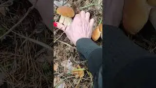 10 октября 2024 г.