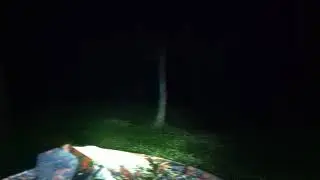 Forest in night