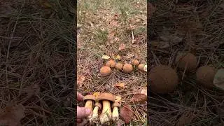 Моховики не выпускают из леса. Осень 2023