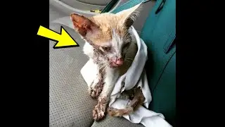 The veterinarian wanted to put the kitten to sleep, but he survived despite everything