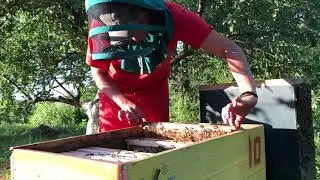 Пятнадцатый рой✅ Новые улья! Готовимся к подсолнуху🌻
