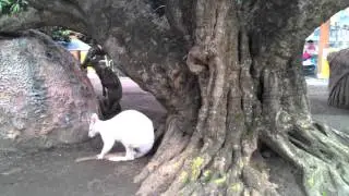 White Kangoro